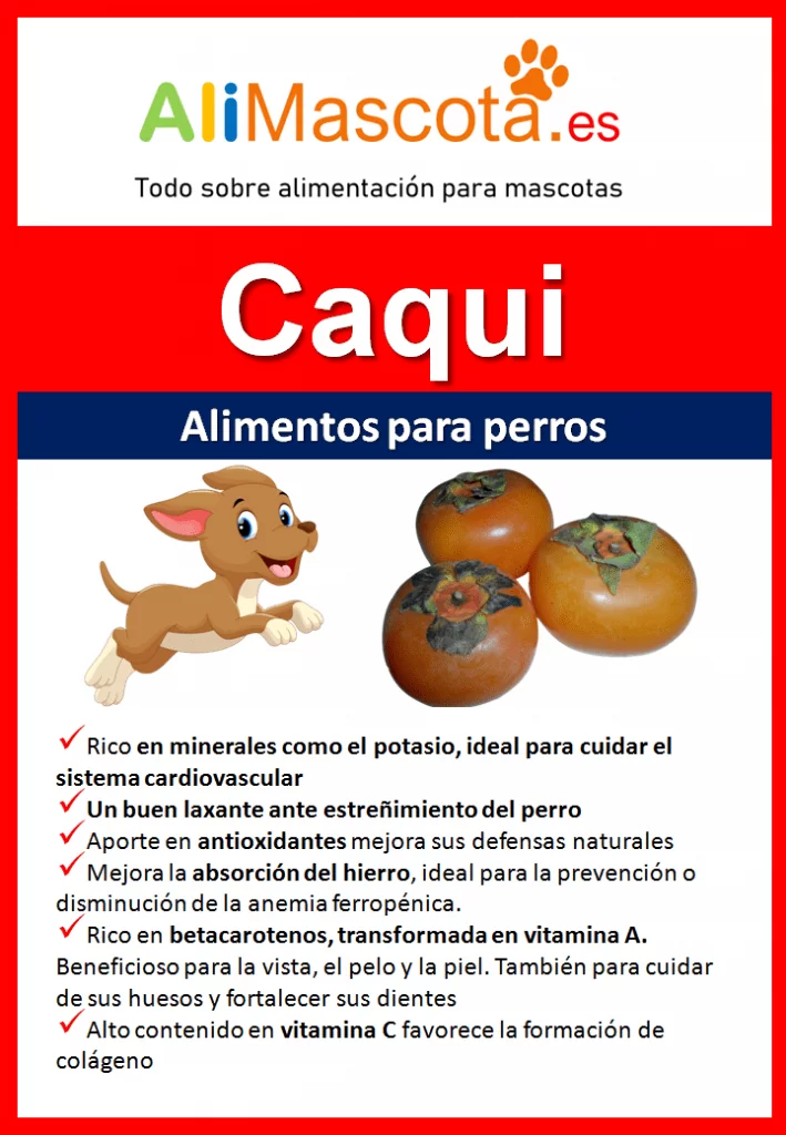 los caquis son buenos para los perros