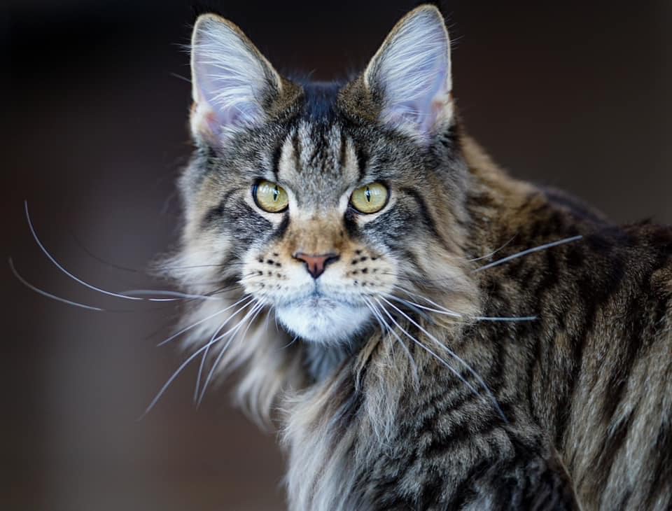 maine coon cats for sale