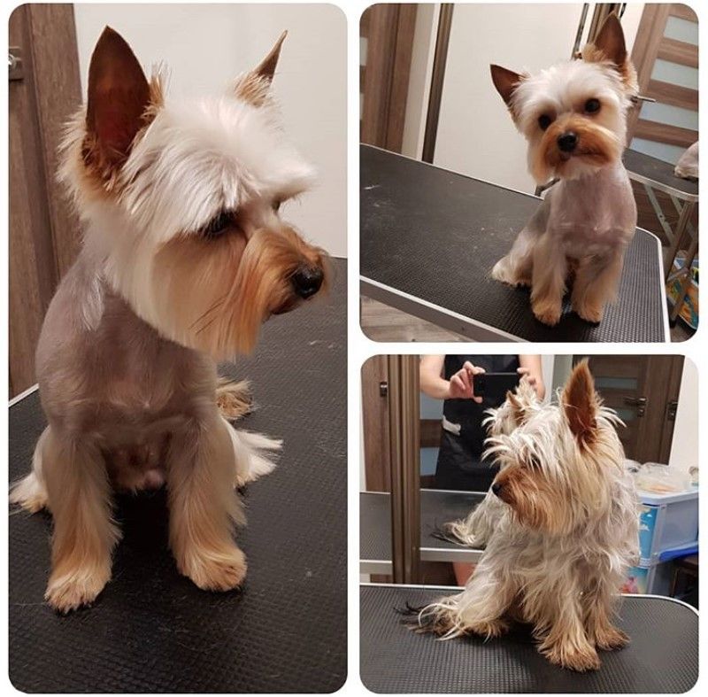 male yorkie grooming styles