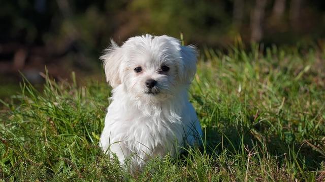 maltese terrier ekşi