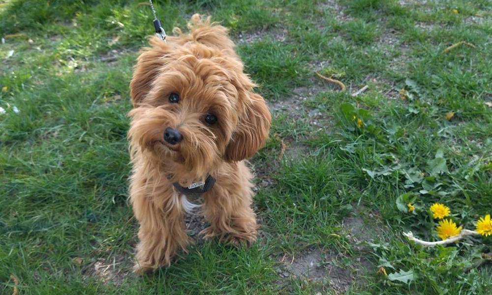 maltipoo danmark