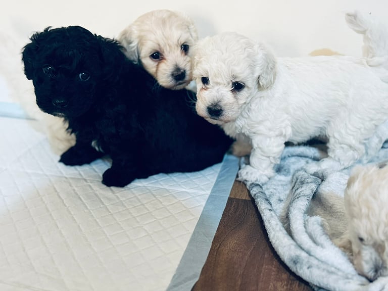 maltipoo puppies for sale glasgow