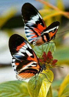mariposas preciosas imágenes