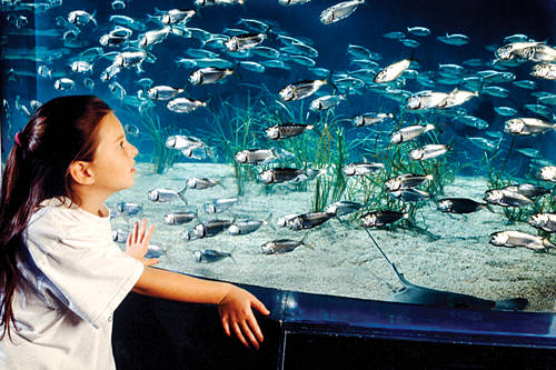 maritime aquarium aaa discount