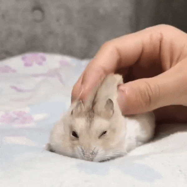 massage hamster