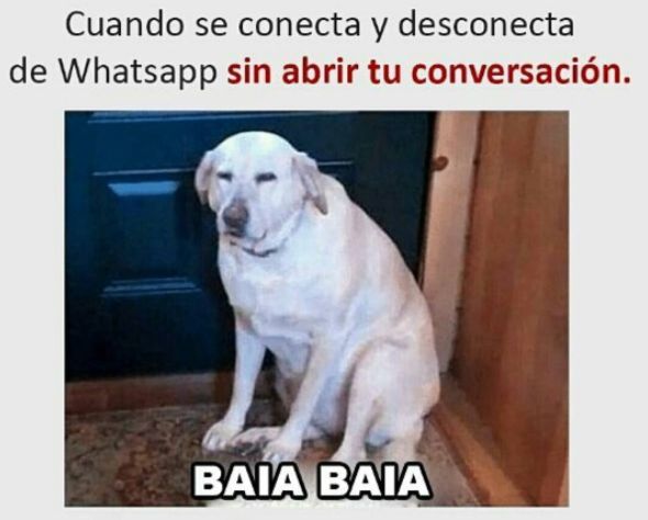 memes de perros para whatsapp