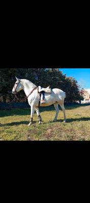 milanuncios caballos castilla y león