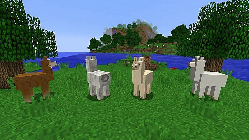 minecraft breeding llamas