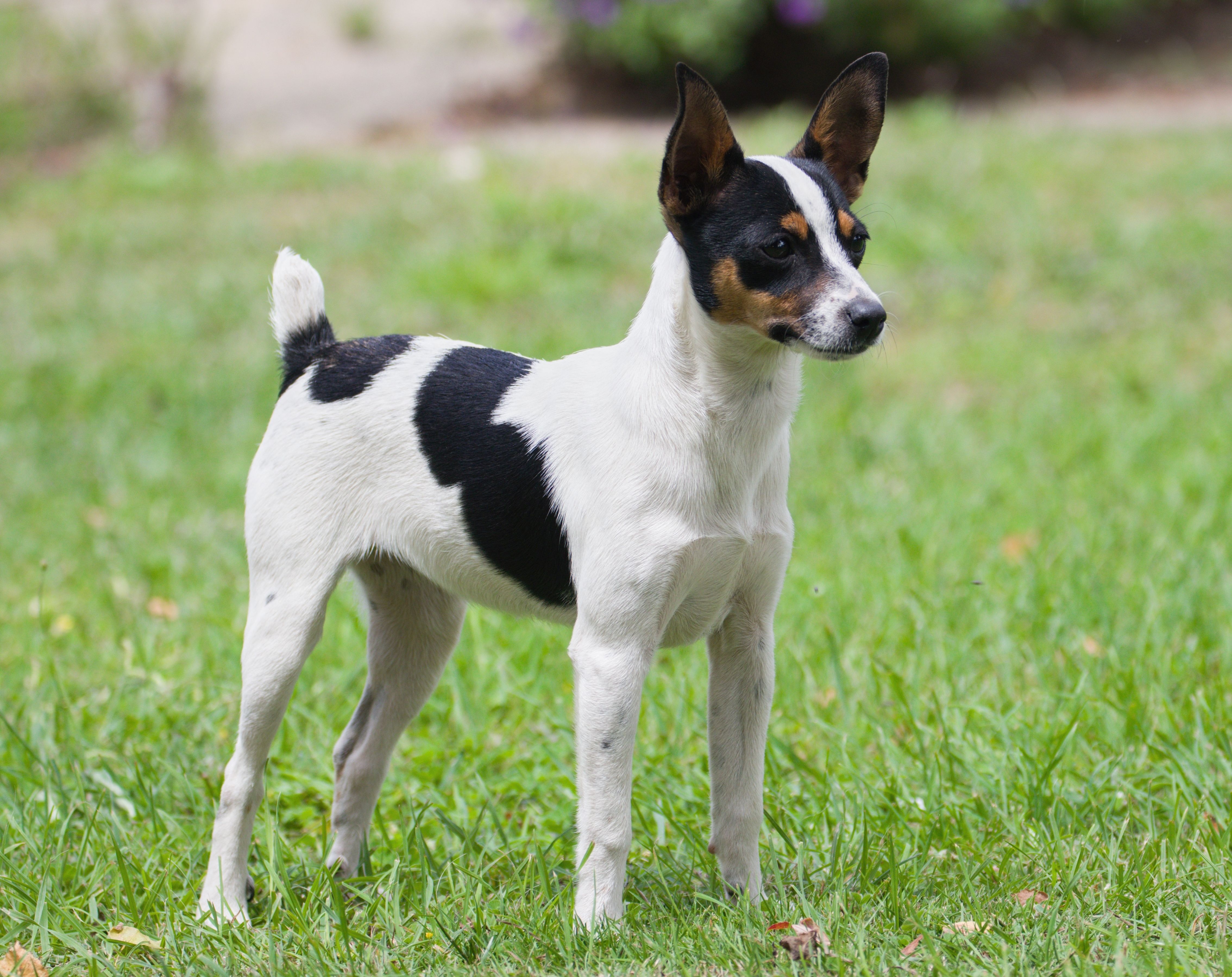 mini fox terrier for sale brisbane