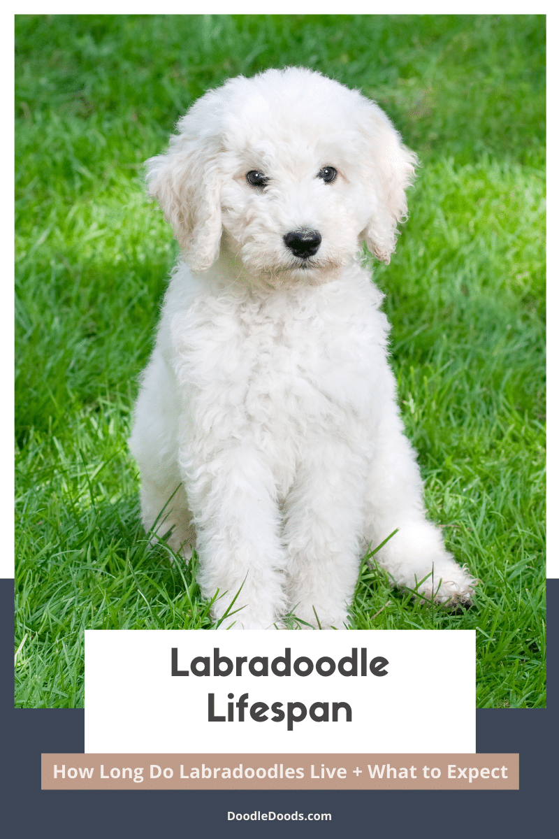 mini labradoodle lifespan