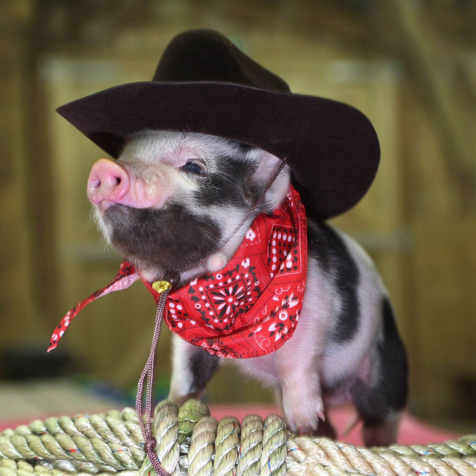 mini pigs for sale in ohio