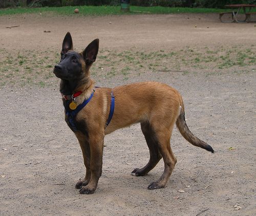 miniature belgian malinois