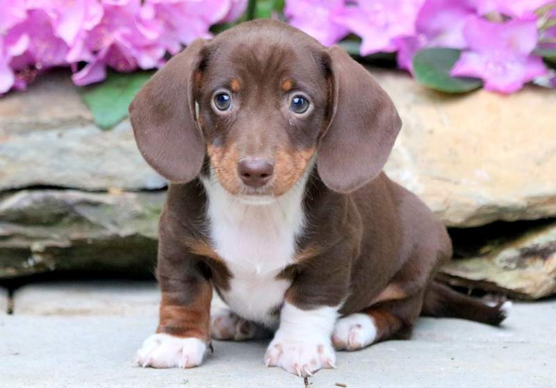 miniature doxie puppies for sale