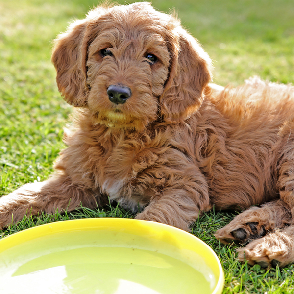 miniature labradoodle for sale