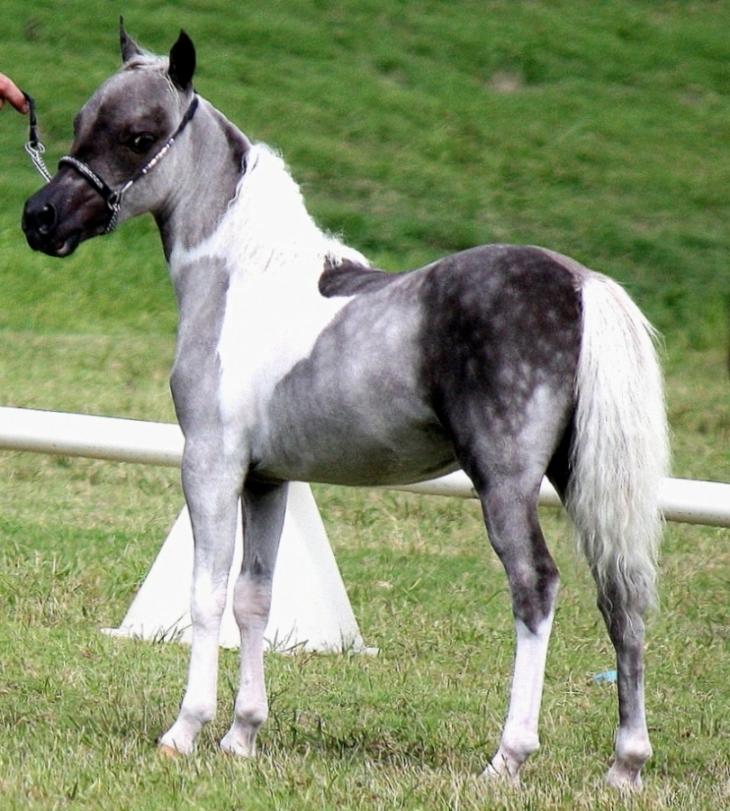 miniature ponies for sale in australia