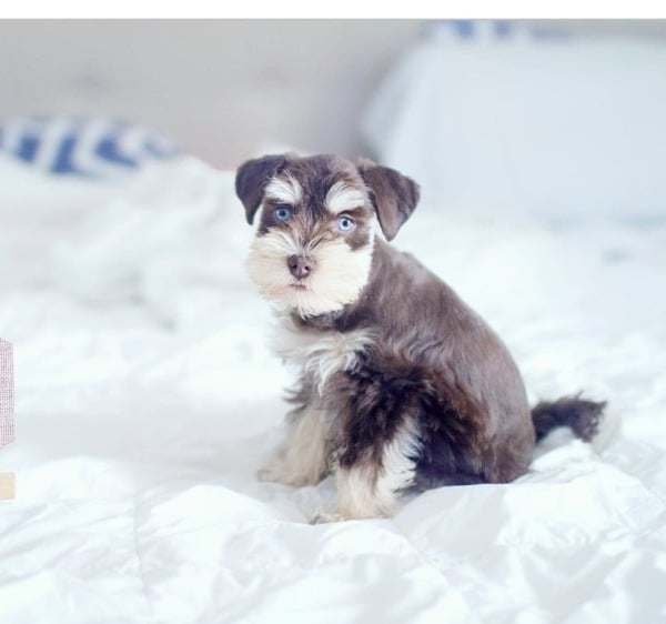 miniature schnauzer breeders alberta