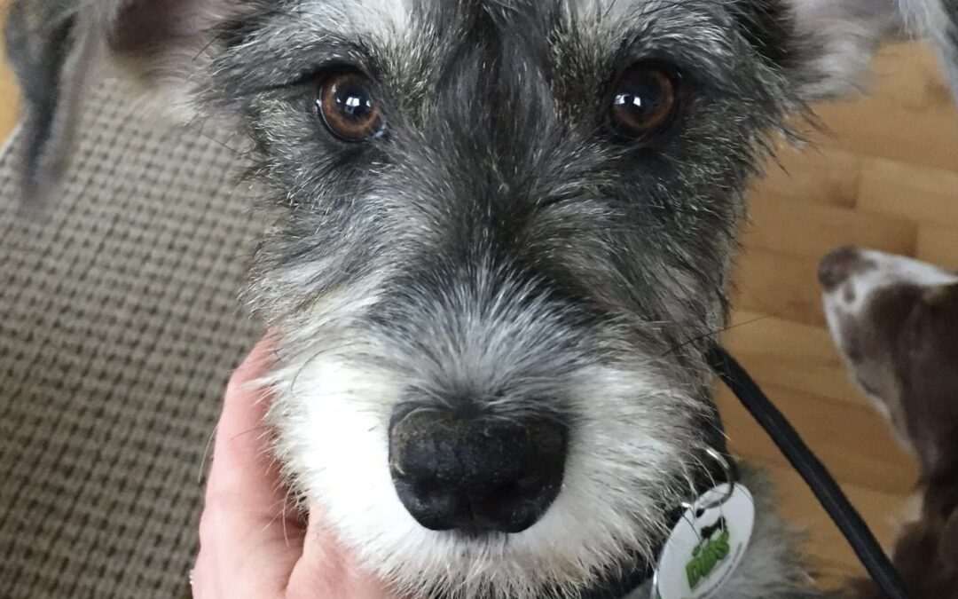 miniature schnauzer rescue ontario