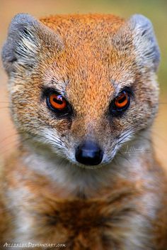 mongoose cousin