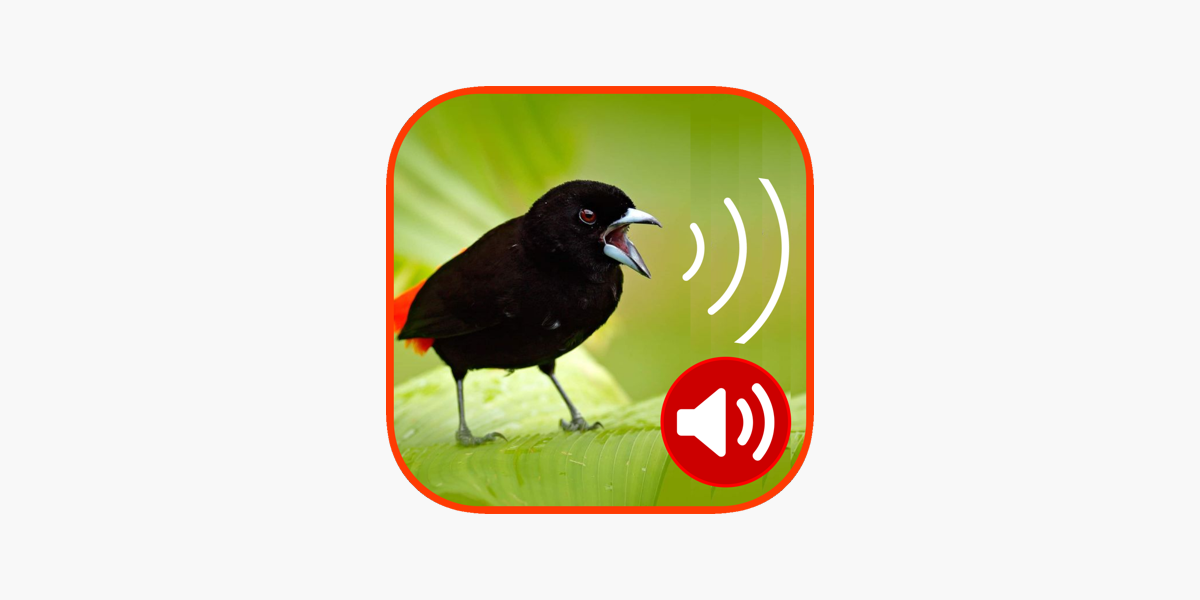 morning birds ringtone free download