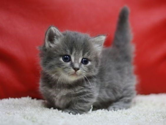 munchkin cat kitten