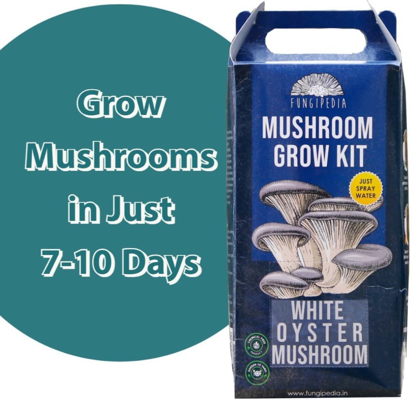 mushroom growing kit india