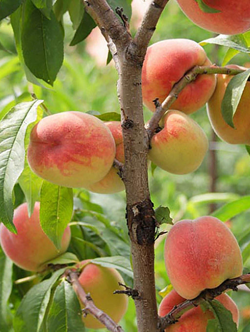 nanaimo peach tree for sale