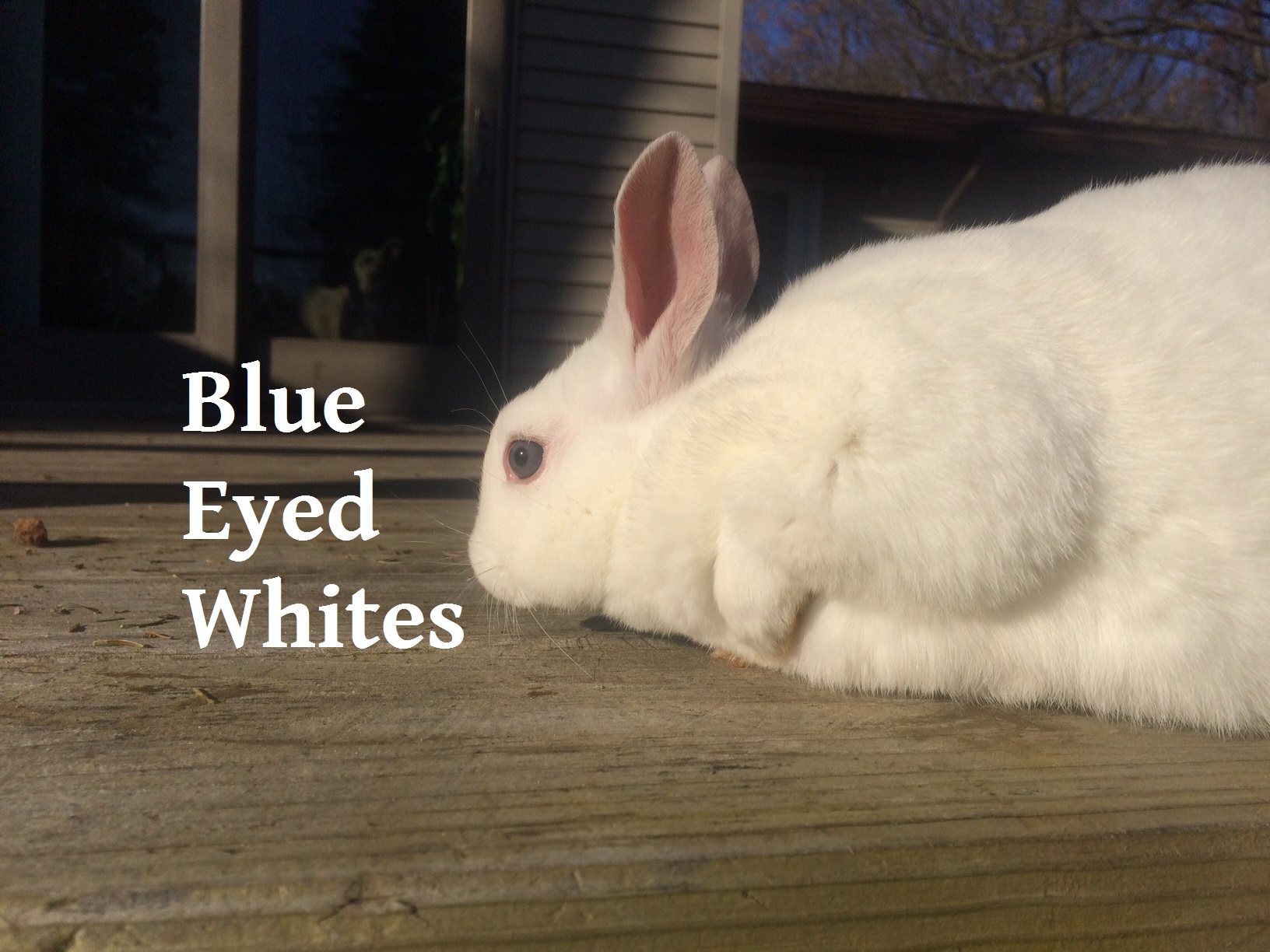 new zealand rabbits for sale