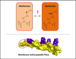 norleucine