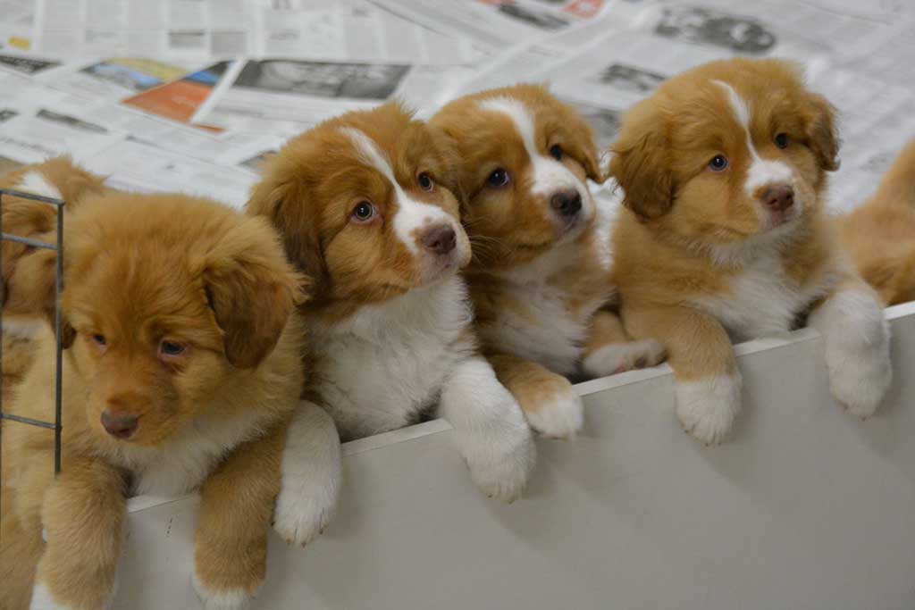 nova scotia tolling retriever puppies for sale