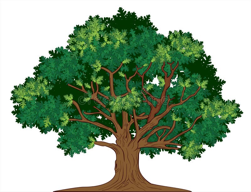 oak tree clipart