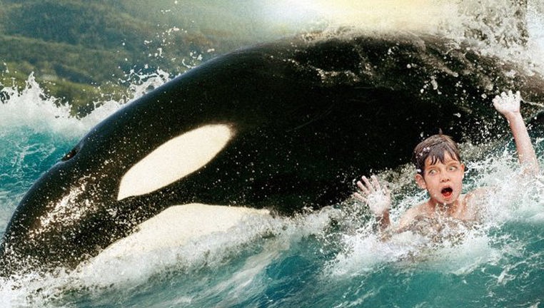 orcas attack humans in wild