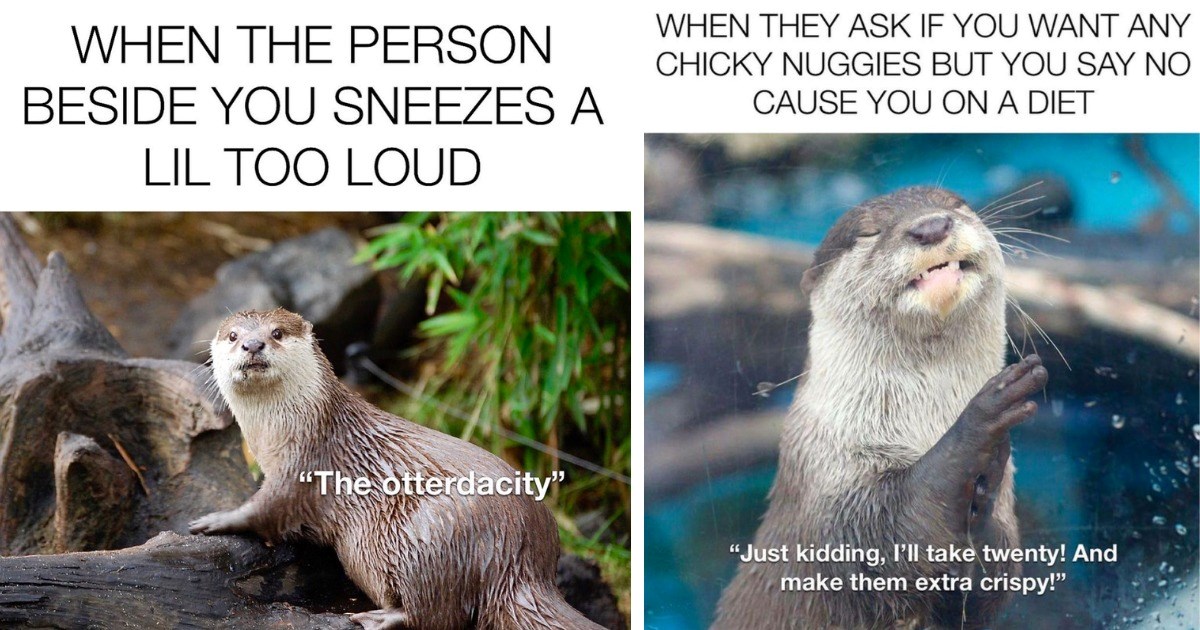 otter memes