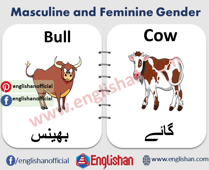 ox gender