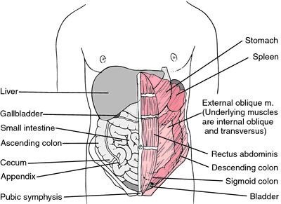 pain under bottom left rib