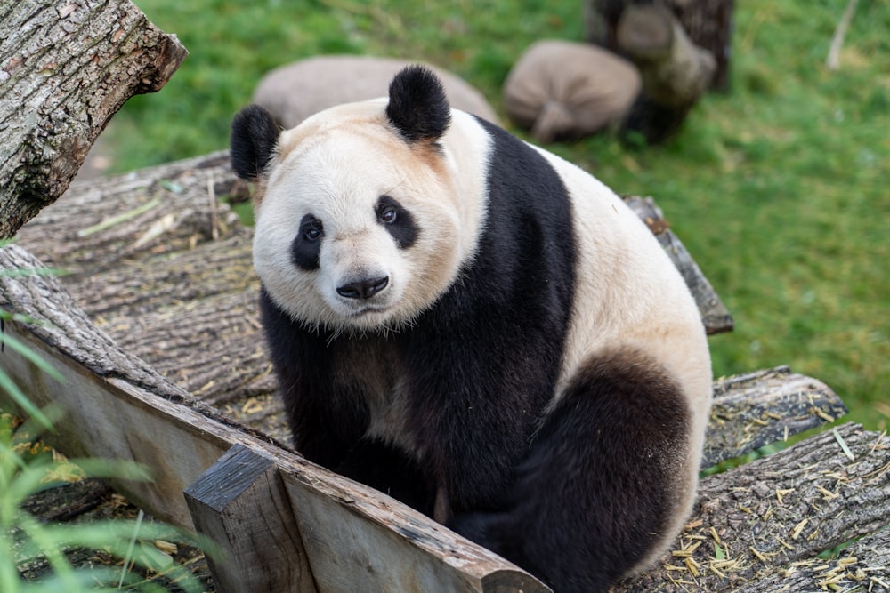 panda images hd wallpaper download