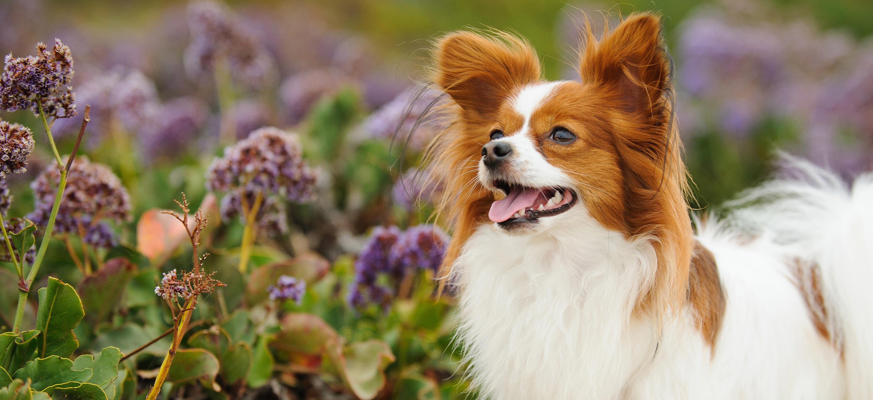 papillon puppies for sale