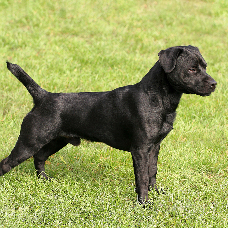 patterdale terrier characteristics