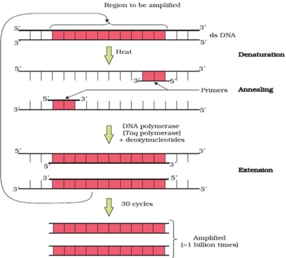 pcr diagram ncert