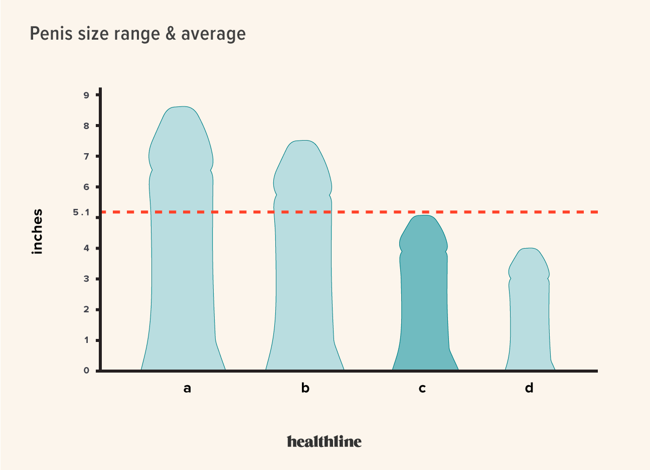 penus size chart