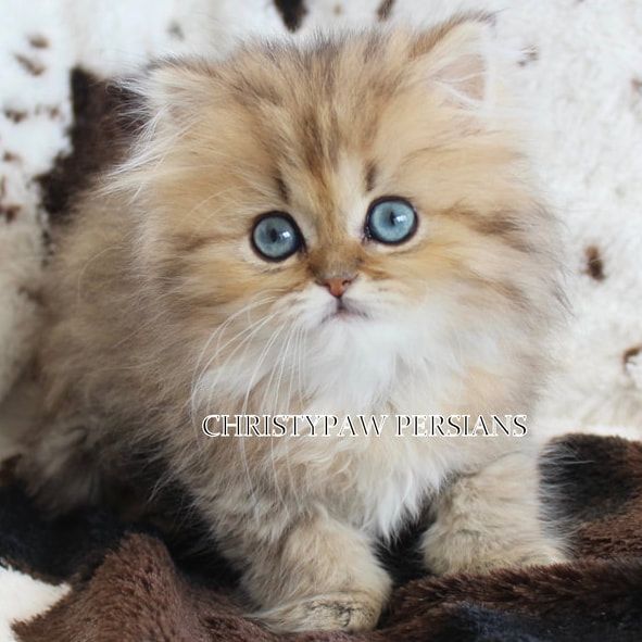 persian cat seller near me