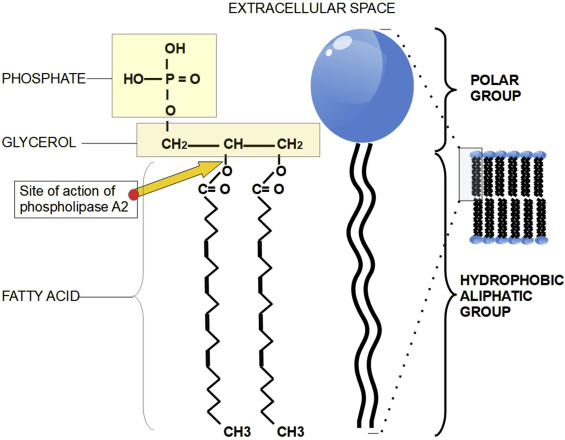 phospholipase a2