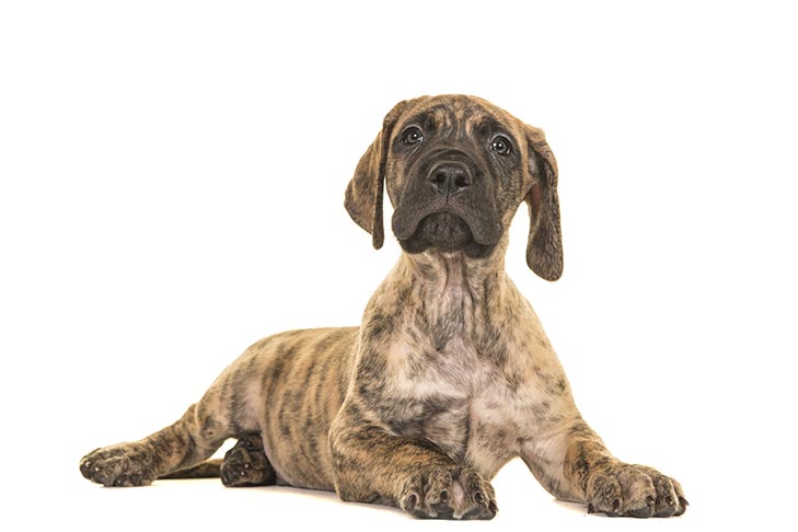 photos of great dane puppies