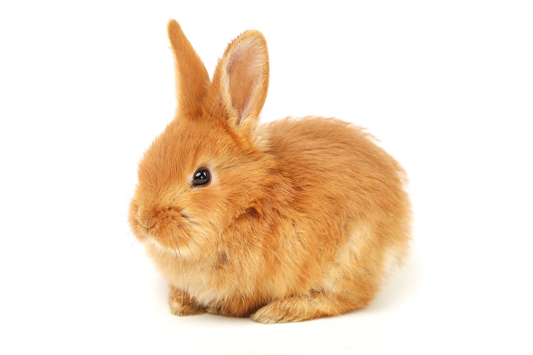 pics of rabbits