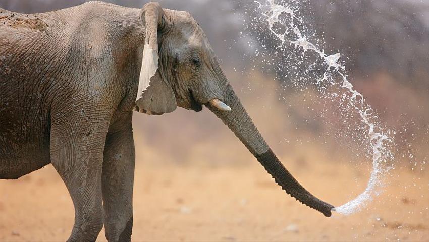 pictures of cute elephants