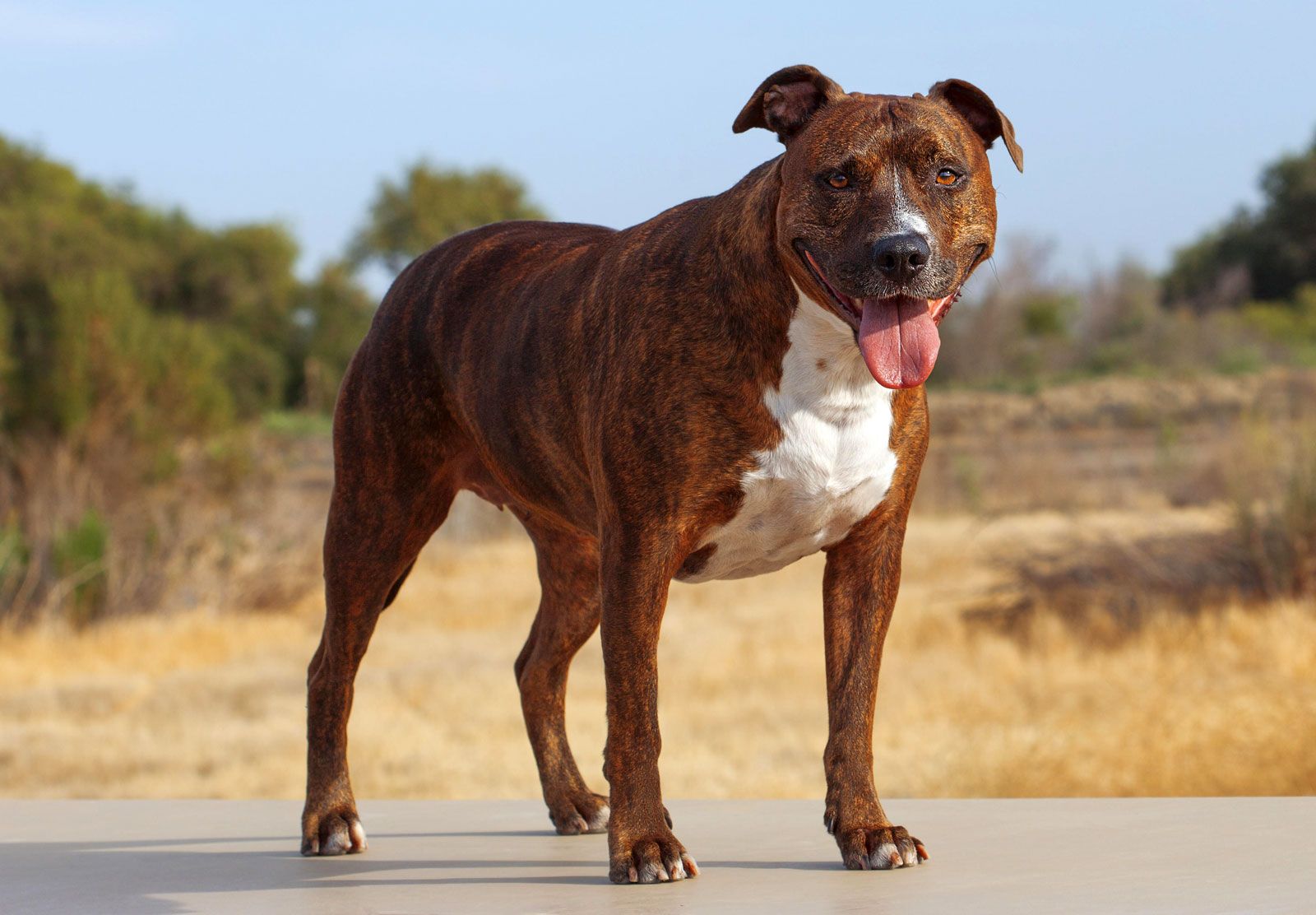 pictures of dogs pit bulls