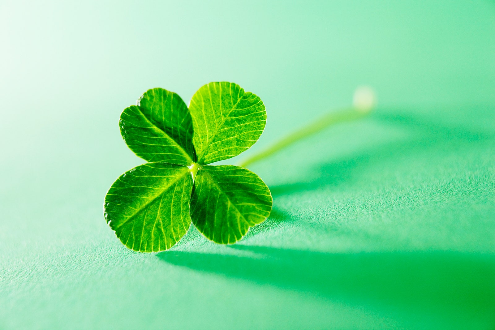 pictures of four leaf clovers