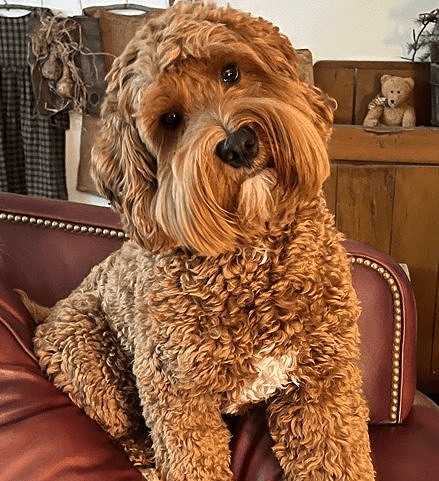 pictures of labradoodles