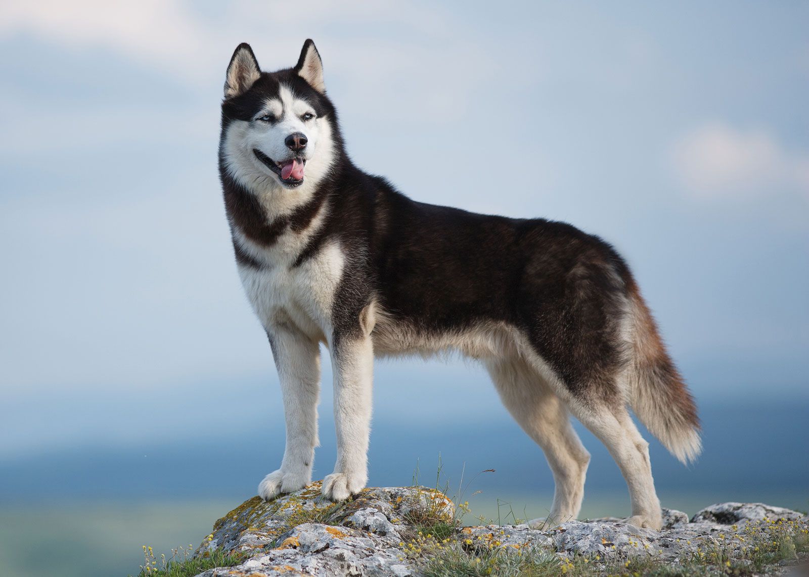 pictures of siberian huskies