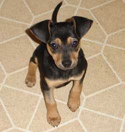 pinscher mix