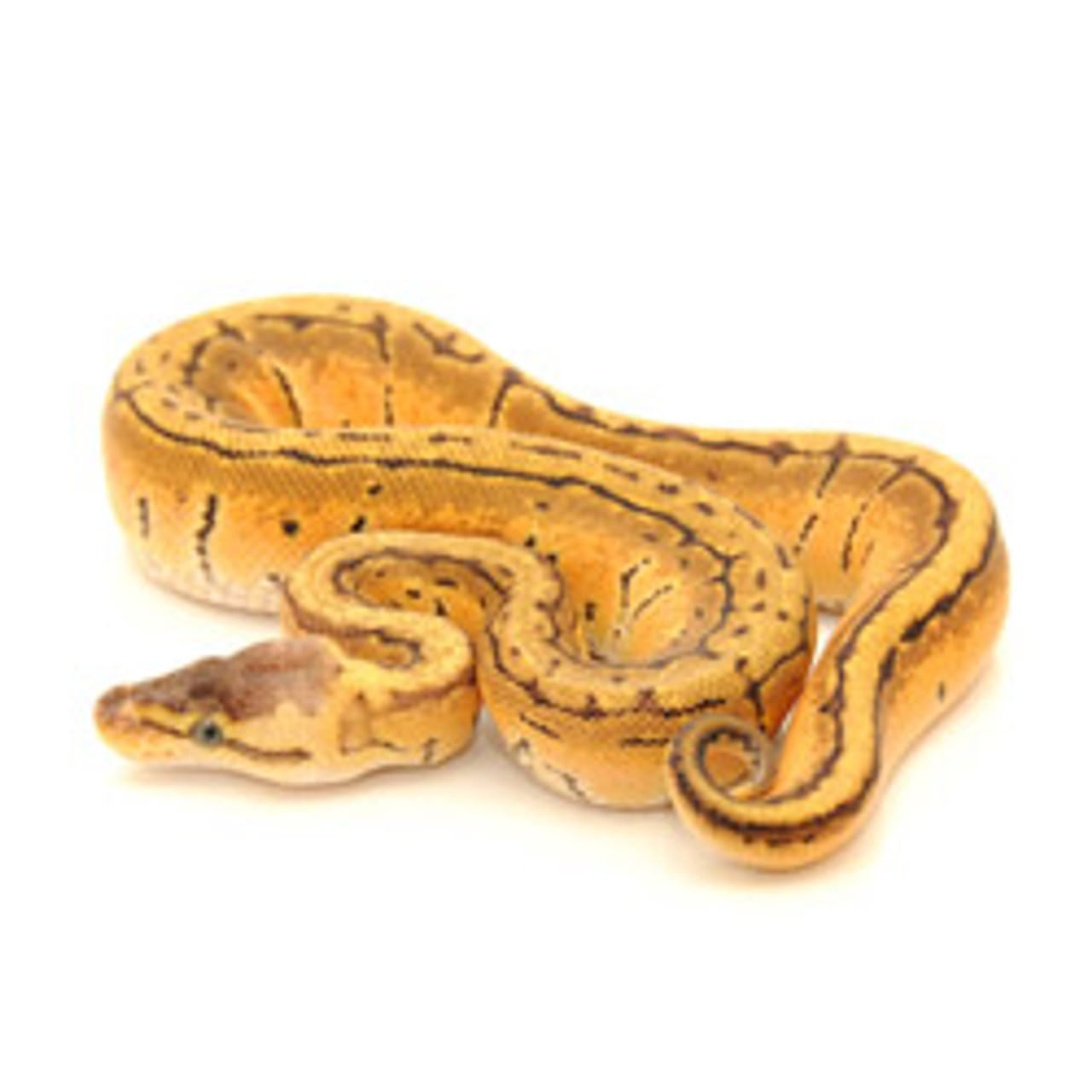 pinstripe ball python